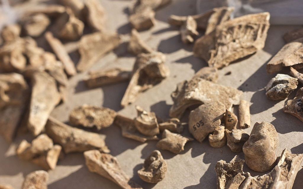 Des fragments d'os appartenant à un assortiment d'ongulés du paléolitique découverts dans la cave de Manot (Crédit : : Judah Ari Gross/Times of Israel staff)