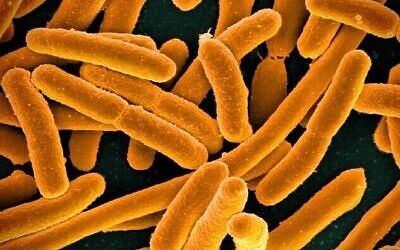 Bactérie E. coli. (Crédit : NIAID/Wikimedia Commons, CC BY 2.0) ,