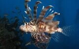 Un Pterois observé dans un corail de Shaab Angosh en Mer Rouge. (Alexander Vasenin / Wikipedia / CC BY-SA 3.0)