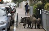 Des sangliers dans un quartier résidentiel de la ville de Haïfa, le 5 décembre 2019. (Crédit ; MENAHEM KAHANA / AFP)