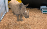 Quatre rhinocéros israéliens originaires du zoo safari de Ramat Gan sont arrivés le 12 décembre dernier au zoo de Zurich. (Crédit : Dominik Ryser / Zoo de Zurich)