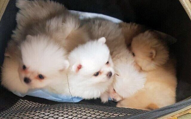 Des chiots poméraniens trouvés dans le sac d'une femme soupçonnée d'avoir tenté de les faire entrer clandestinement en Israël, le 7 janvier 2020. (Crédit : Police israélienne)
