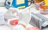 Illustration d'un technicien de laboratoire travaillant sur une culture bactérienne 
(Credit : 10174593_258, iStock by Getty Images)