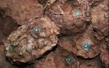 Photo d'illustration : Des fossiles d'oeufs de dinosaure (Crédit : AP Photo/Luisa Ferreira)