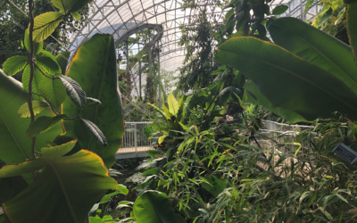 La serre hébergeant la forêt tropicale dans le conservatoire rénové du jardin botanique de Jérusalem (Crédit : Jessica Steinberg/Times of Israel)