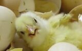 Un poussin tout juste sorti de l'oeuf (Crédit : Animals Now)