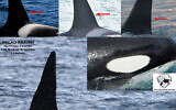 L'orque repéré au large des côtes nord d'Israël le 28 février 2020. (Crédit : Orca Guardians Iceland)