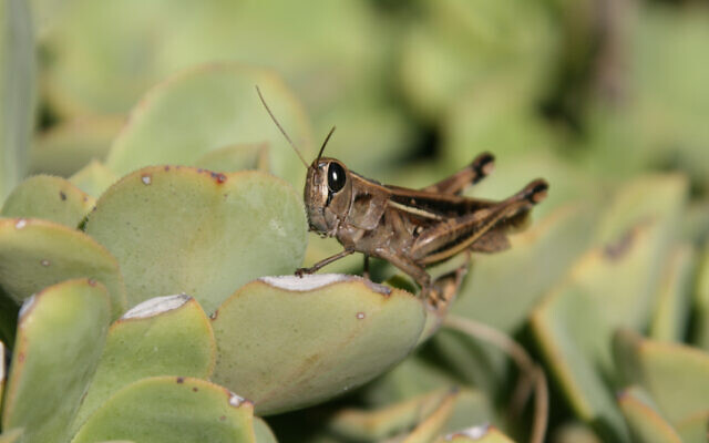 Une sauterelle sur un cactus. (Crédit : Anna Kaplan/Flash90)