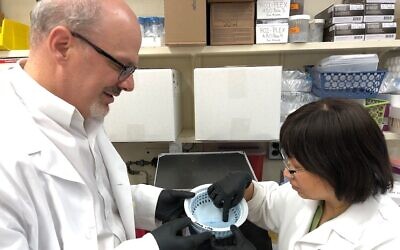 Le docteur Martin Zand, à gauche, travaille avec Jiong Wang, professeure en médecine et assistante de recherche à l'université du centre médical de Rochester (Autorisation : Centre médical de l'université de Rochester)
