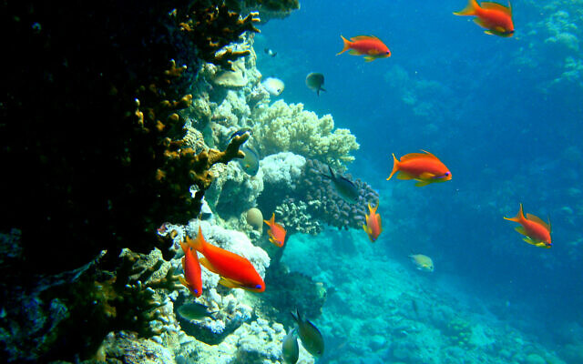 Récifs coralliens près de la ville de Jeddah, sur la mer Rouge, en Arabie saoudite, le 13 décembre 2008. (Crédit : Hassan Ammar/AP) Récifs coralliens près de la ville de Jeddah, sur la mer Rouge, en Arabie saoudite, le 13 décembre 2008. (Crédit : Hassan Ammar/AP)