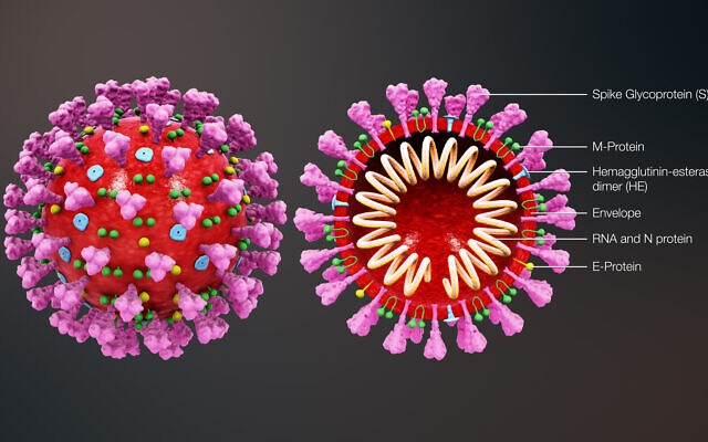Animation médicale en 3D montrant la structure d'un coronavirus (Crédit : https://www.scientificanimations.com/coronavirus-symptoms-and-prevention-explained-through-medical-animation/)