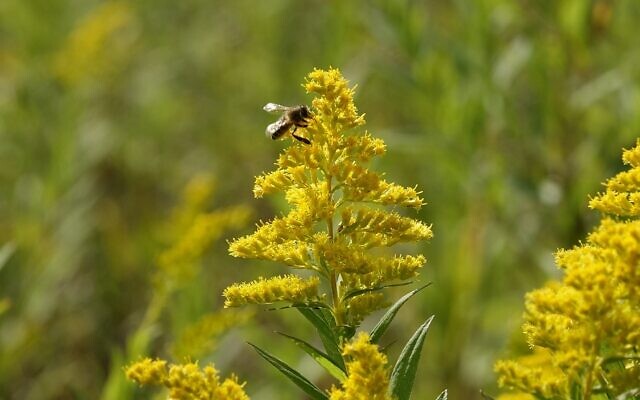 Une abeille pollinisant une fleur (Crédit : Dana Wachter/Times of Israel) Une abeille pollinisant une fleur (Crédit : Dana Wachter/Times of Israel)