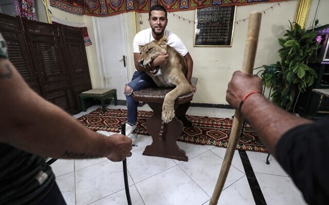 Ahsraf el-Helw, dresseur de grands chats, avec Joumana, une lionne africaine de 5 ans, chez lui au Caire, la capitale égyptienne, le 10 mai 2020. (Crédit : Mohamed el-Shahed / AFP) Ahsraf el-Helw, dresseur de grands chats, avec Joumana, une lionne africaine de 5 ans, chez lui au Caire, la capitale égyptienne, le 10 mai 2020. (Crédit : Mohamed el-Shahed / AFP)