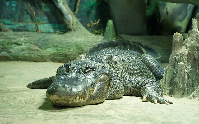 Saturne l'alligator. (Crédit : Rigelus / CC BY-SA 3.0) Saturne l'alligator. (Crédit : Rigelus / CC BY-SA 3.0)