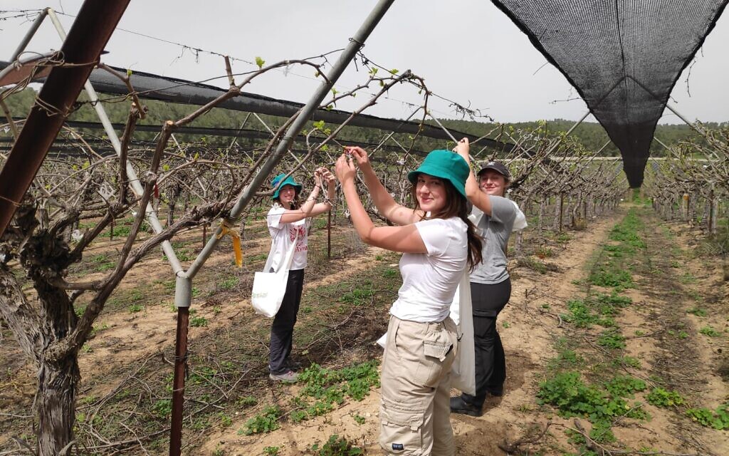 Les étudiants d'Eliav, programme préparatoire prémilitaire à proximité de Kiryat Gat, où ils mènent des activités de bénévolat dans les champs des agriculteurs pendant la crise du coronavirus (Autorisation : Dafna Novik) Les étudiants d'Eliav, programme préparatoire prémilitaire à proximité de Kiryat Gat, où ils mènent des activités de bénévolat dans les champs des agriculteurs pendant la crise du coronavirus (Autorisation : Dafna Novik)