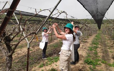 Les étudiants d'Eliav, programme préparatoire prémilitaire à proximité de Kiryat Gat, où ils mènent des activités de bénévolat dans les champs des agriculteurs pendant la crise du coronavirus (Autorisation : Dafna Novik)