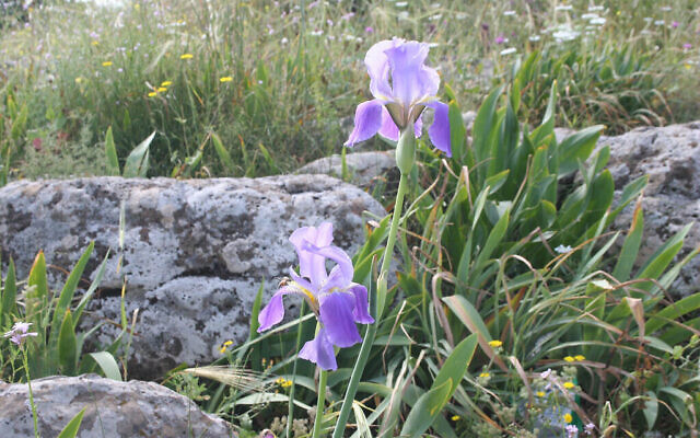 La fleur d'Iris de Mésopotamie à Ophir. (Crédit : Shmuel Bar-Am)