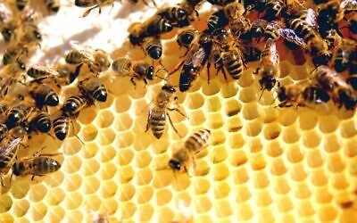 Abeilles ouvrières entourant la grande abeille reine dans une ruche. (Todd Huffman de Phoenix, AZ - Lattice, CC BY 2.0, Wikipedia)