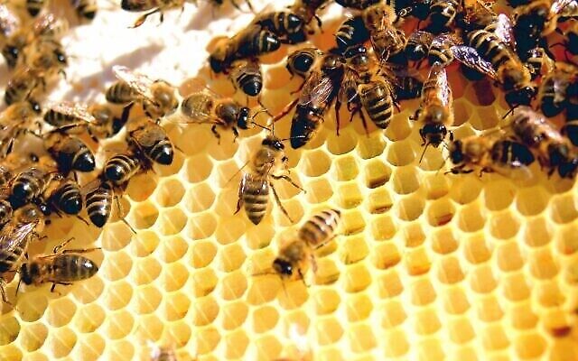 Abeilles ouvrières entourant la grande abeille reine dans une ruche. (Todd Huffman de Phoenix, AZ - Lattice, CC BY 2.0, Wikipedia) Abeilles ouvrières entourant la grande abeille reine dans une ruche. (Todd Huffman de Phoenix, AZ - Lattice, CC BY 2.0, Wikipedia)