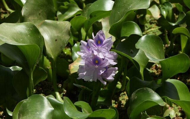 L’Eichhornia crassipes, communément appelée « jacinthe d'eau » dans l'Euphrate, plante envahissante originaire d'Amérique du Sud qui a ravagé les écosystèmes à travers le monde, introduite en Irak il y a seulement deux décennies comme plante décorative, dans le district irakien de Shatrah, dans le sud de la province de Dhi Qar, le 4 juin 2020. (Crédit : Asaad NIAZI / AFP) L’Eichhornia crassipes, communément appelée « jacinthe d'eau » dans l'Euphrate, plante envahissante originaire d'Amérique du Sud qui a ravagé les écosystèmes à travers le monde, introduite en Irak il y a seulement deux décennies comme plante décorative, dans le district irakien de Shatrah, dans le sud de la province de Dhi Qar, le 4 juin 2020. (Crédit : Asaad NIAZI / AFP)