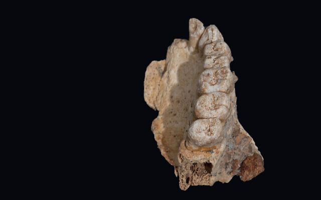 La mâchoire humaine de la grotte de Misliya. (Israel Hershkowitz, Université de Tel Aviv)