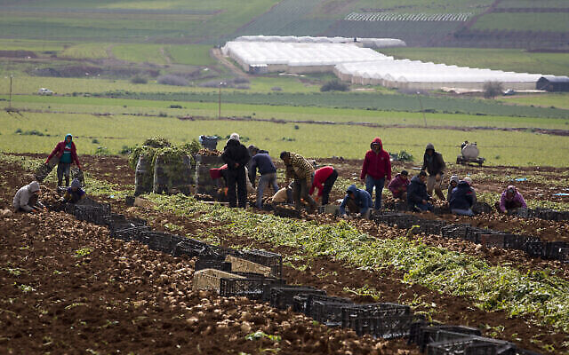 Des agriculteurs palestiniens récoltent des oignons dans la Vallée du Jourdain, en Cisjordanie, le 10 février 2020 (Crédit : AP/Majdi Mohammed)