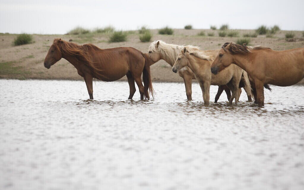 Des chevaux de Mongolie (Autorisation : Université hébraïque)