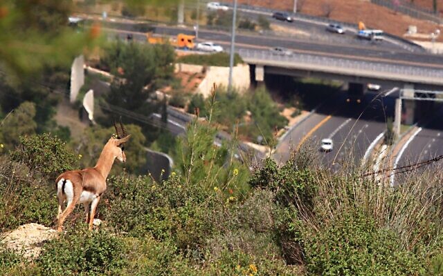 Une gazelle de montagne regarde l'autoroute en Israël (Crédit : Amir Balaban, Société pour la protection de la nature en Israël)