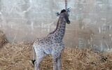 Une bébé giraffe née dans le Zoo biblique de Jérusalem, le 21 juin 2020.  (Zoo biblique de Jérusalem)