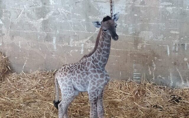 Une bébé giraffe née dans le Zoo biblique de Jérusalem, le 21 juin 2020. (Zoo biblique de Jérusalem) Une bébé giraffe née dans le Zoo biblique de Jérusalem, le 21 juin 2020. (Zoo biblique de Jérusalem)
