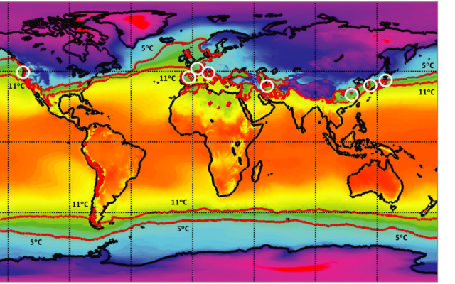 Un carte montrant la zone tempérée, soulignée en rouge, où le virus disposait de bonnes conditions climatiques pour se développer, selon une étude publiée le 11 juin 2020. (CC-BY Sajadi MM et al. JAMA Network Open)
