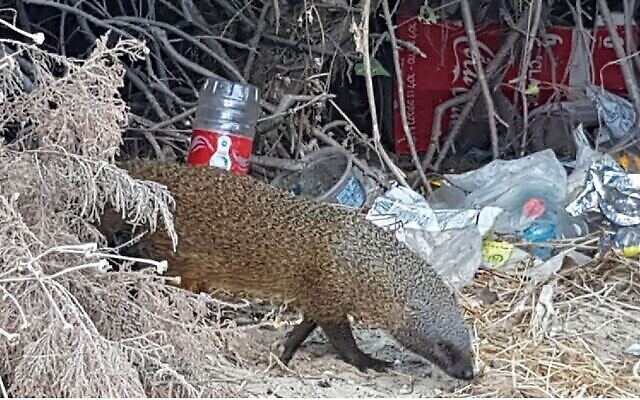 Une mangouste se fraye un passage au milieu de déchets, image d'une présentation par l'élue Miki Haimovich lors d'une réunion à la Knesset de la Commission des Affaires intérieures et de l'environnement sur les déchets, le 2 juin 2020. (Osnat El-Az, Société pour la Protection de la Nature en Israël)