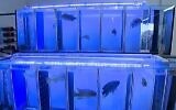 Des poissons nagent dans de l'eau potable pour contrôler la qualité de l'eau au sein de l'usine de purification de l'eau d'Eshkol, à Beer Sheva (Capture d'écran/Douzième chaîne)