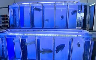 Des poissons nagent dans de l'eau potable pour contrôler la qualité de l'eau au sein de l'usine de purification de l'eau d'Eshkol, à Beer Sheva (Capture d'écran/Douzième chaîne)