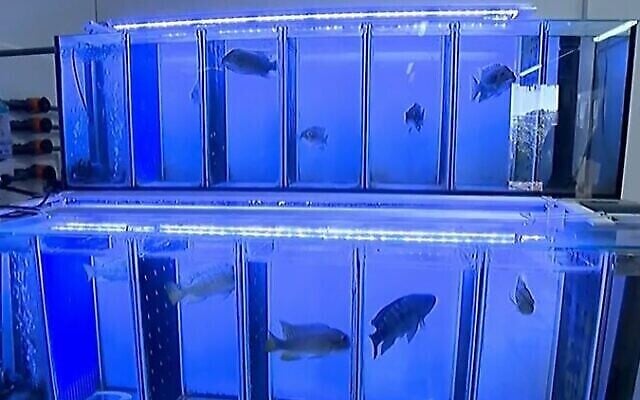 Des poissons nagent dans de l'eau potable pour contrôler la qualité de l'eau au sein de l'usine de purification de l'eau d'Eshkol, à Beer Sheva (Capture d'écran/Douzième chaîne) Des poissons nagent dans de l'eau potable pour contrôler la qualité de l'eau au sein de l'usine de purification de l'eau d'Eshkol, à Beer Sheva (Capture d'écran/Douzième chaîne)