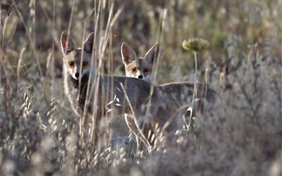 Deux renards dans la végétation, aux abords de Jérusalem, le 27 mai 2020 (Crédit : Dudu Ben Or, Autorité de la nature et des parcs israélienne)