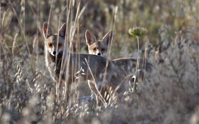 Deux renards dans la végétation, aux abords de Jérusalem, le 27 mai 2020 (Crédit : Dudu Ben Or, Autorité de la nature et des parcs israélienne)