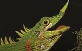 Un lézard de Modigliani (Capture d'écran/YouTube)