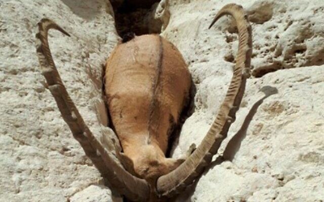 Un bouquetin mort trouvé le 15 juillet 2017, suite à l'effondrement du mur d'un bassin d'évaporation qui a libéré de l'eau toxique dans le courant de l'Ashalim, dans le sud d'Israël. (Autorité des parcs et de la nature)