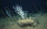 Des coraux inhabituels comme celui-ci ont été découverts dans les eaux profondes de l'anomalie de Palmahim à 30 km au large de Tel Aviv. (Crédit : Adam Weissman, Yitzhak Makovsky, Danny Chernov, du département de Biologie marine de l'université de Haïfa)