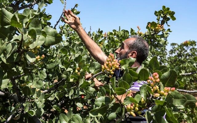 Un cultivateur de pistaches dans un verger dans le village de Maan, au nord de Hama, dans le centre-ouest de la Syrie, le 24 juin 2020. (LOUAI BESHARA / AFP)