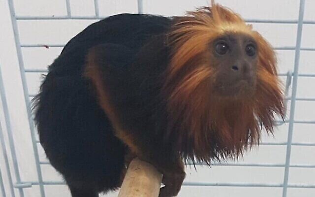 Le singe retrouvé par la police plusieurs jours après son vol dans un zoo de Kiryat Motzkin, en juillet 2020. (Police israélienne)