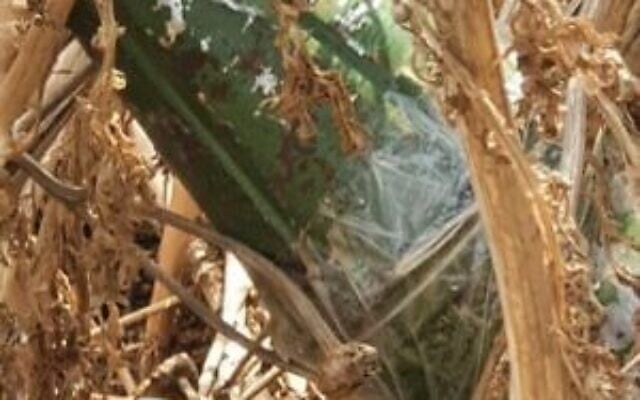 Une ogive de roquette présumée qui aurait été envoyée dans le sud d'Israël à l'aide d'un ballon depuis la bande de Gaza et qui a été découverte dans la région d'Eshkol, le 27 juillet 2020 (Crédit : Région d'Eshkol) Une ogive de roquette présumée qui aurait été envoyée dans le sud d'Israël à l'aide d'un ballon depuis la bande de Gaza et qui a été découverte dans la région d'Eshkol, le 27 juillet 2020 (Crédit : Région d'Eshkol)