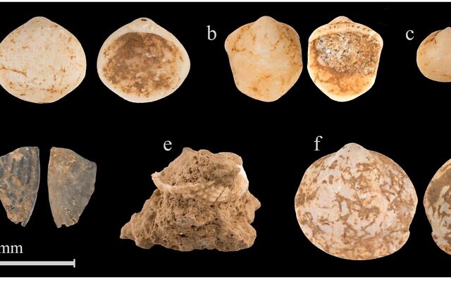 Des fossiles de coquillages vieux de 160 000 ans trouvés dans la grotte de  Misliya dans les montagnes du Carmel, en Israël (Crédit : Oz Rittner)