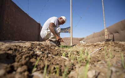 Un agriculteur irakien vérifie ses récoltes dans la ville portuaire d'Al-Faw, dans le sud de l'Irak, à 90 kilomètres au sud de Bassorah, près de Chatt al-Arab et du Golfe, le 17 août 2020. (Hussein FALEH / AFP)