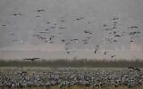 Des grues grises en migration au lac Agmon Hula dans la vallée de Hula au nord d'Israël, le 16 novembre 2017. (Crédit : AFP Photo/Menahem Kahana)