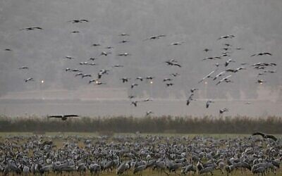 Des grues grises en migration au lac Agmon Hula dans la vallée de Hula au nord d'Israël, le 16 novembre 2017. (Crédit : AFP Photo/Menahem Kahana)
