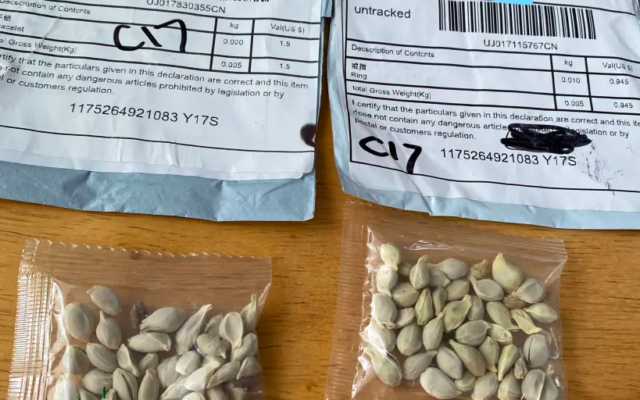 De mystérieuses graines chinoises livrées par la poste aux Etats-Unis. (Crédit : Washington State Department of Agriculture)
