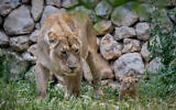 Une lionne avec son lionceau asiatique de six mois au Zoo biblique de Jérusalem, le 6 mai 2020. (Photo de Yonatan Sindel/Flash90)