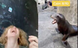 L'usagère de TikTok Mallory Palmer a créé un montage à partir d'un lion de mer et d'appels au shofar qui est devenu viral (Capture d'écran)